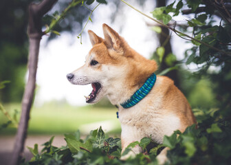 Shiba Inu liegt im Efeu in einem Park.