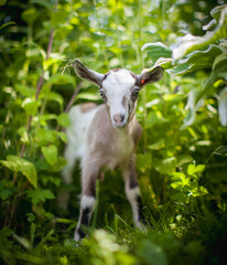 Fototapeta premium Cute young grey goatling in a garden