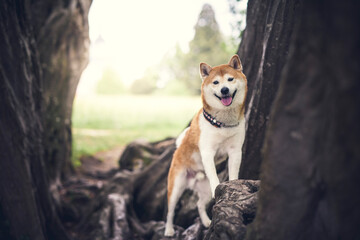 Shiba Inu auf einem Baumstamm im Wald.