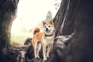 Naklejka na ściany i meble Shiba Inu auf einem Baumstamm im Wald.