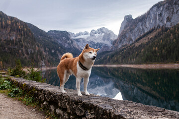 Shiba inu in den Österreichischen Alpen. Hund bei einem See in den Bergen.
Wunderschöne Landschaft mit japanischen Hund
