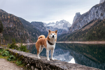 Shiba inu in den Österreichischen Alpen. Hund bei einem See in den Bergen.
Wunderschöne Landschaft mit japanischen Hund