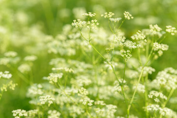 Anise flower field. Food and drinks ingredient. Fresh medicinal plant. Seasonal background. Blooming anise field background on summer sunny day.