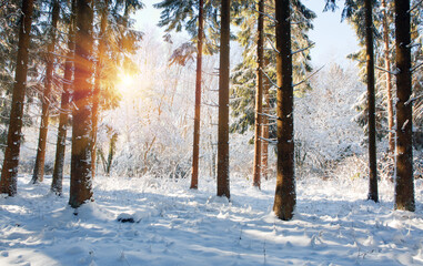 Winter sunshine through trees in german forest.