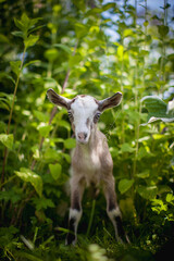 Cute young grey goatling in a garden
