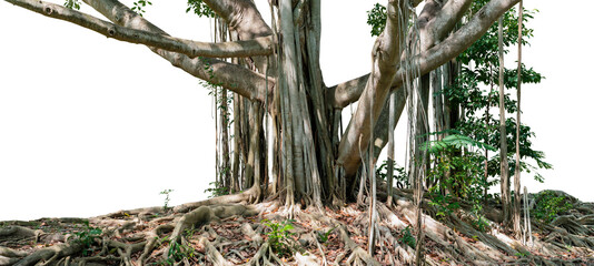 The large banyan is a plant that grows well in the tropics. Whose roots spread wide and spread out in the outdoors It's a white background, cut out the background and put the work path ready to use.