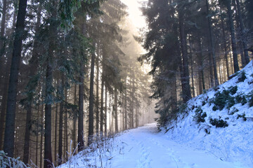 Naklejka premium Abenddämmerung im verschneiten Wald