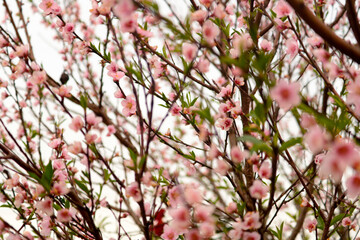 peach blossom in spring