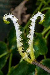 Flower of an Aponogeton (Aponogeton distachyos) Plant
