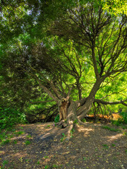 Fototapeta premium a tree like a throne in the forest