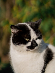 Naklejka na ściany i meble Stray black and white cat portrait