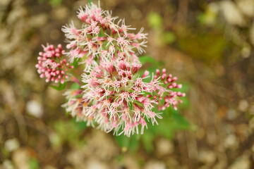 Macro photography of hemp agrimony from top view with copy space