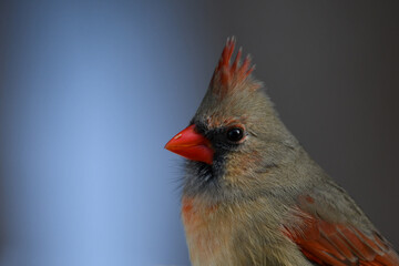 Portrait of a female Northern Cardinal
