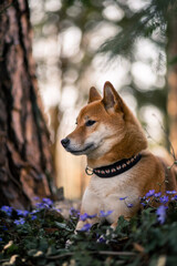 Shiba Inu im Wald. Hund auf einer Blumenwiese