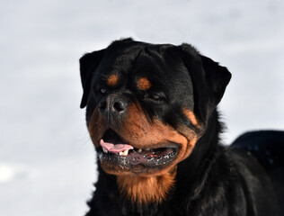 Obraz premium cabeza de un poderoso perro rottweiler