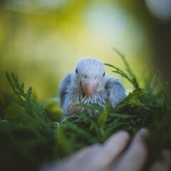 Blue rose-ringed or ring-necked parakeet in a garden