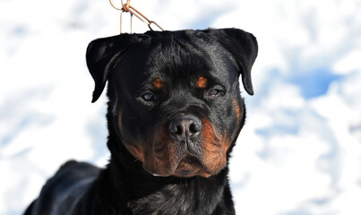 un serio perro rottweiler