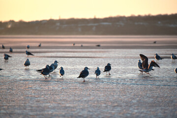 Fototapeta na wymiar Silhouette of seagulls on ice river, sunset background,photo