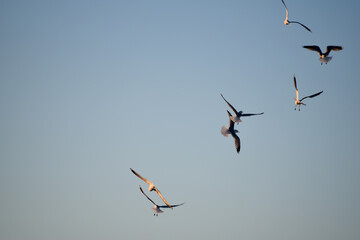 seagulls hunting in clean blue sky,photo