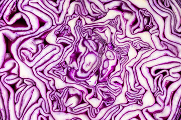 Obraz premium Fresh red cabbage.