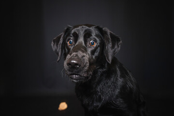 Labrador Retriever im Fotostudio. Hund versucht essen zu fangen. Schwarzer Hund schnappt nach Treats und macht  witziges Gesicht