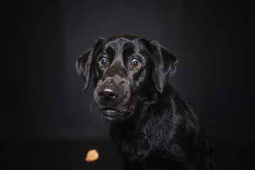 Labrador Retriever im Fotostudio. Hund versucht essen zu fangen. Schwarzer Hund schnappt nach...