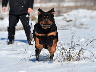 a serious rottweiler dog in the snow
