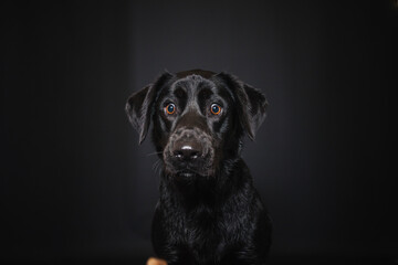 Labrador Retriever im Fotostudio. Hund versucht essen zu fangen. Schwarzer Hund schnappt nach Treats und macht  witziges Gesicht