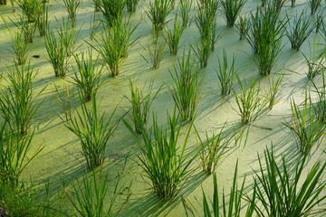 Green Rice in the Paddle Field