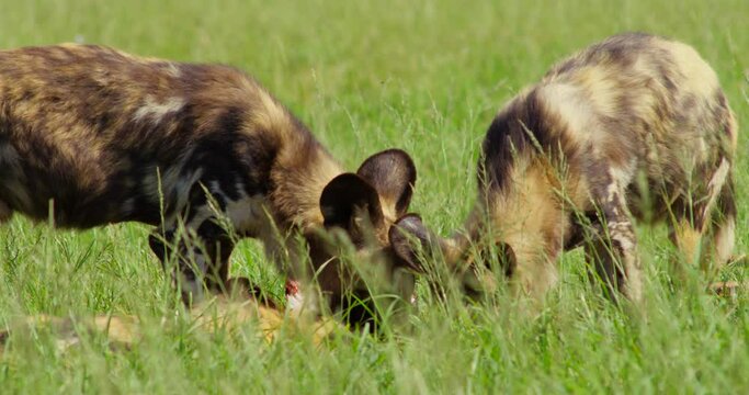 Two African Wild Dogs Feeding on Meat