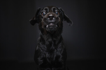 Fototapeta premium Labrador Retriever im Fotostudio. Hund versucht essen zu fangen. Schwarzer Hund schnappt nach Treats und macht witziges Gesicht