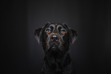 Fototapeta premium Labrador Retriever im Fotostudio. Hund versucht essen zu fangen. Schwarzer Hund schnappt nach Treats und macht witziges Gesicht