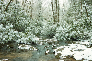 Snow covered forrest with trout stream.  Small creek winding through the snowy trees.