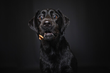Obraz premium Labrador Retriever im Fotostudio. Hund versucht essen zu fangen. Schwarzer Hund schnappt nach Treats und macht witziges Gesicht