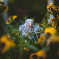 Blue rose-ringed or ring-necked parakeet in a garden