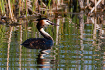 The great crested grebe on the water in morning summer light