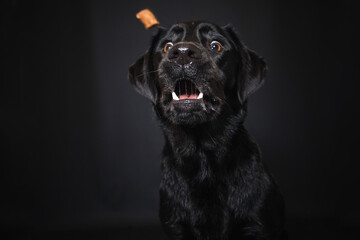 Labrador Retriever im Fotostudio. Hund versucht essen zu fangen. Schwarzer Hund schnappt nach...