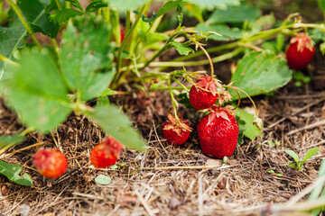 Industrial cultivation of strawberries plant. Bush with ripe red fruits strawberry in summer garden bed. Natural growing of berries on farm. Eco healthy organic food horticulture concept background.