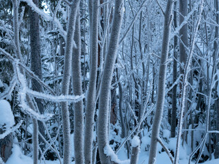 zimowy las szron - obrazy, fototapety, plakaty