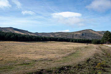 una pradera con muchos arboles a su alrededor