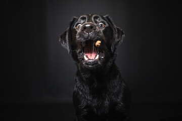Obraz premium Labrador Retriever im Fotostudio. Hund versucht essen zu fangen. Schwarzer Hund schnappt nach Treats und macht witziges Gesicht