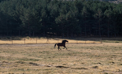Un caballo negro corre muy rápido por el monte 