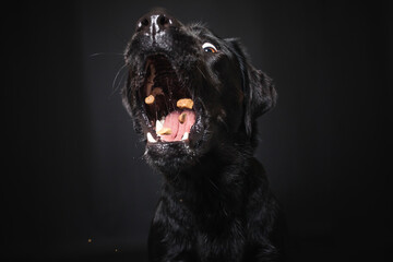 Labrador Retriever im Fotostudio. Hund versucht essen zu fangen. Schwarzer Hund schnappt nach...