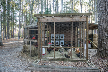 Wood chicken coop on a rural home property with chickens inside © Ursula Page