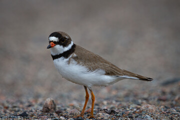 Adult Semipalmated Plover, Charadrius semipalmatus, showing a side profile while standing on a rocky arctic tundra, near Arviat Nunavut Canada