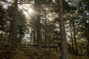 los rayos del sol penetran entre los arboles