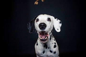Dalamatiner im Foto Studio versucht essen zu fangen. Hund macht witziges Gesicht während er nach Treats schnappt. 