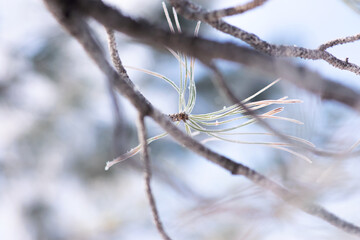 Frozen Pine Needles