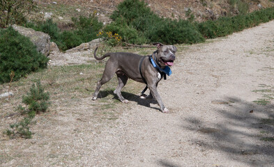 un bonito y enorme perro de color gris