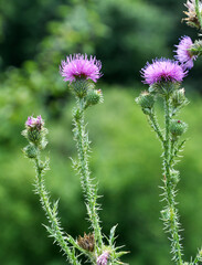 In the meadow among herbs blooms thistle (Carduus) .